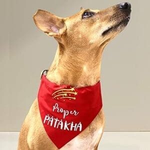 Unexpectedly Adorable Pet Presents for Every Occasion Quirky Dog Bandana: Proper Patakha Bandana for Pets